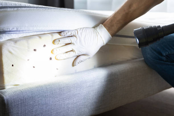 Best Ant Control Services  in Comstock Park, MI