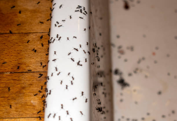 Best Cockroach Control Services  in Comstock Park, MI