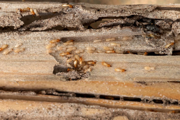Best Commercial Pest Control Services  in Comstock Park, MI