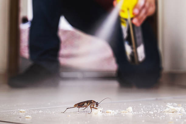 Wasp Removal Services in Comstock Park, MI